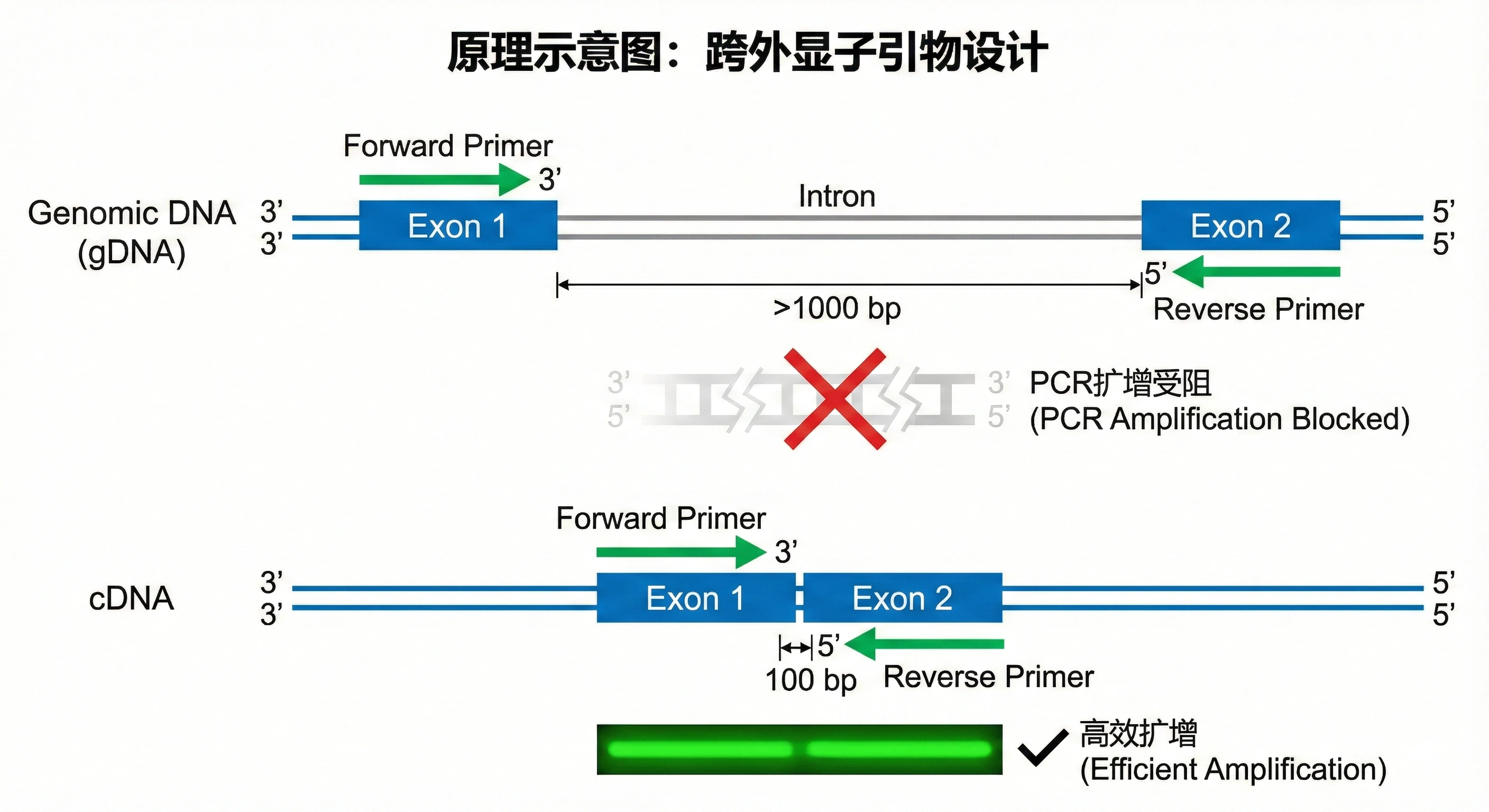 跨外显子引物设计原理.webp